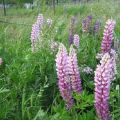 Features of growing lupine as a siderat and when it is better to sow it