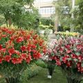 Beschreibung und Eigenschaften der Sorten von Buschlilien, Anpflanzung und Pflege auf freiem Feld