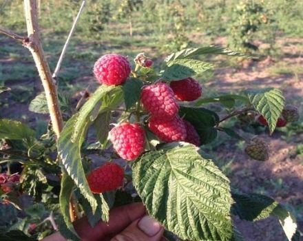 Description and characteristics of the Patricia raspberry variety, planting, growing and care