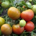 Caratteristiche e descrizione della varietà di pomodoro Rosa dei Venti