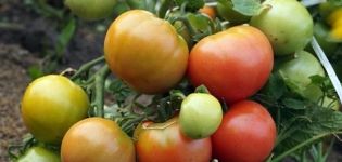 Egenskaper och beskrivning av tomatsorten Wind Rose