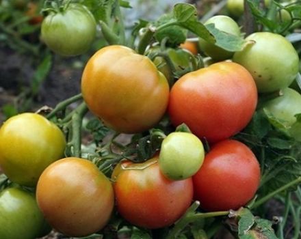Características y descripción de la variedad de tomate Wind Rose