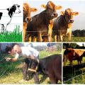 Revisione dei migliori modelli di pastori elettrici per mucche e come installare, istruzioni