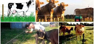 Revisió dels millors models de pastors elèctrics per a les vaques i com s’instal·la, instruccions