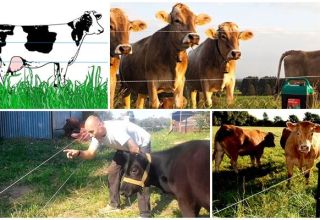 Přehled nejlepších modelů elektrických pastýřů pro krávy a způsob instalace, pokyny