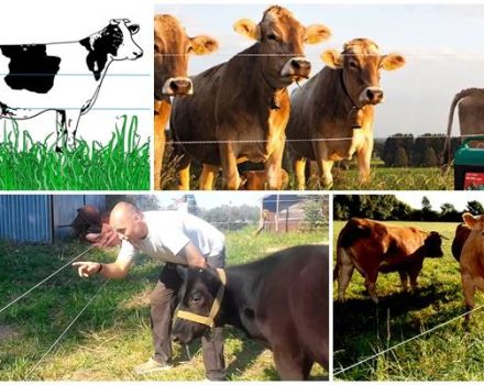 Herziening van de beste modellen van elektrische herders voor koeien en hoe te installeren, instructies