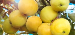 Charakteristika a popis odrůdy jabloní Papiroyantarnoye, znaky pěstování a úrody