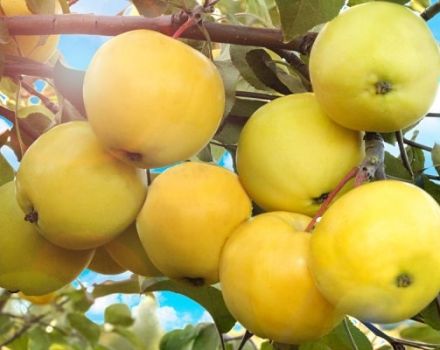Caratteristiche e descrizione della varietà di meli Papiroyantarnoye, caratteristiche di coltivazione e resa