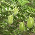 Useful properties and contraindications of chickpeas, how to germinate it