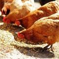 Combien de grammes de nourriture une poule doit-elle donner par jour?