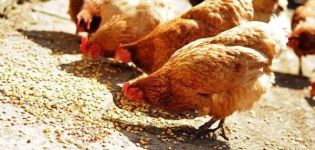 How many grams of feed should a hen give per day