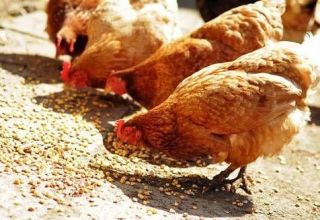 Ile gramów paszy powinna podawać kura dziennie