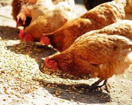 Hvor mange gram foder skal en høne give om dagen
