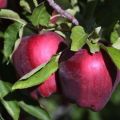 Description and characteristics, advantages and disadvantages of Red Delicious apples, the subtleties of cultivation