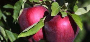 Red Delicious-omenoiden kuvaus ja ominaisuudet, edut ja haitat, viljelyn hienoukset