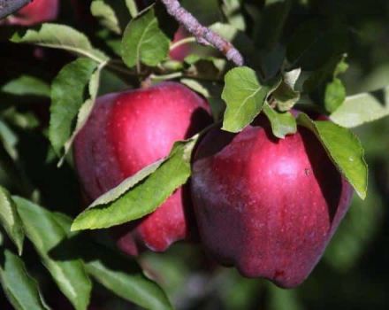 Beskrivning och egenskaper, fördelar och nackdelar med röda läckra äpplen, odlingens finesser