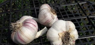 Popis odrůdy purpurového česneku Charkov, vlastnosti pěstování a péče