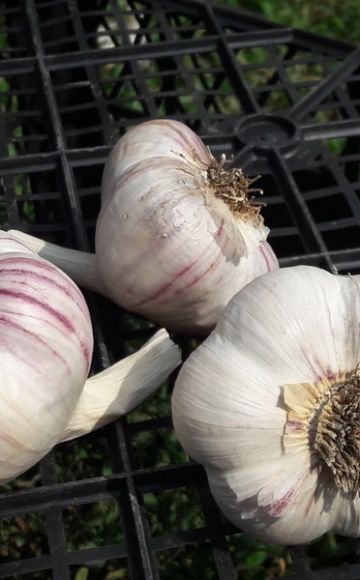 Popis odrůdy purpurového česneku Charkov, vlastnosti pěstování a péče