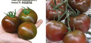 Pomidorų Ashdod veislės ir jos savybių aprašymas