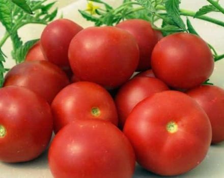 Beschrijving van het tomatenras Vrijgevigheid, teeltkenmerken en opbrengst