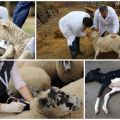 L'agente e i sintomi della dissenteria anaerobica dell'agnello, il trattamento e le conseguenze