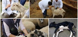 Az bárány anaerob dizentériájának okai és tünetei, kezelése és következményei