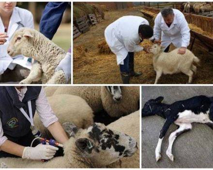 Az bárány anaerob dizentériájának okai és tünetei, kezelése és következményei