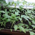 How to plant and grow tomatoes without picking seedlings