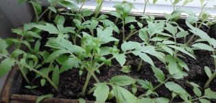 Cách trồng và trồng cà chua mà không cần hái cây con