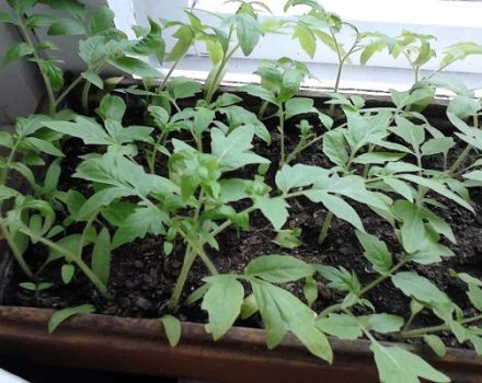 Wie man Tomaten pflanzt und anbaut, ohne Setzlinge zu pflücken