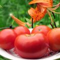 Charakterystyka i opis odmian pomidorów Sibiryak, Sibiryachok i Mamin Sibiryak, ich plon