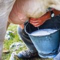 Per què la llet de vaca és amarga i què fer, com restaurar el gust normal