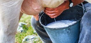 Kāpēc govs piens ir rūgts un ko darīt, kā atjaunot normālu garšu
