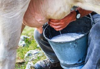 Kāpēc govs piens ir rūgts un ko darīt, kā atjaunot normālu garšu