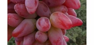 Descrizione della varietà e delle caratteristiche delle uve Originale, coltivazione e resa