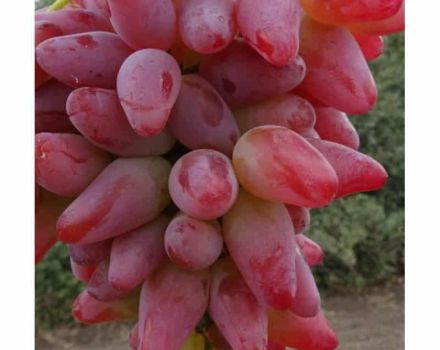 A szőlő fajtájának és jellemzőinek leírása Eredeti, termesztés és hozam