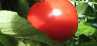 Opis odrody paradajok Udachny a jej vlastnosti