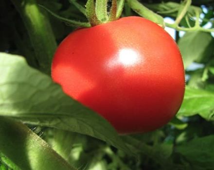 Kuvaus tomaattilajikkeesta Udachny ja sen ominaisuuksista