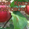 A Krasa Sverdlovsk almafa leírása és jellemzői, előnyei és hátrányai, növekedési szabályok