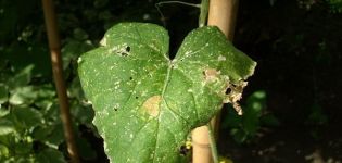 Causes, symptoms and treatment of anthracnose in cucumbers