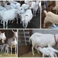 Beschreibung und Eigenschaften der Saanen-Ziegen, Pflege und Kosten