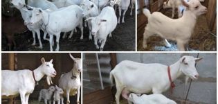 Descrizione e caratteristiche delle capre Saanen, cura di loro e quanto costano