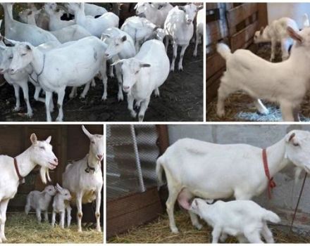 Descrierea și caracteristicile caprelor Saanen, îngrijirea lor și cât costă