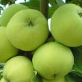 Caratteristiche e descrizione della varietà di mele Narodnoe, regioni di coltivazione consigliate e recensioni dei giardinieri