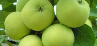 Características y descripción de la variedad de manzana Narodnoe, regiones de cultivo recomendadas y comentarios de los jardineros.