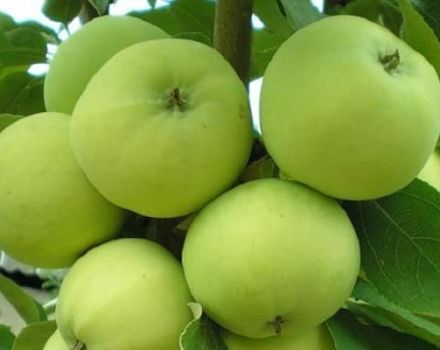 Características y descripción de la variedad de manzana Narodnoe, regiones de cultivo recomendadas y comentarios de los jardineros.