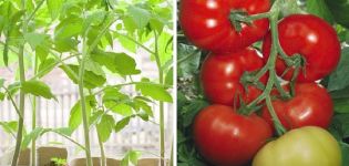 Description de la variété de tomate Titanic et de ses caractéristiques