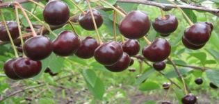 Opis i karakteristike sorte trešnje Brunetka, značajke i povijesti uzgoja