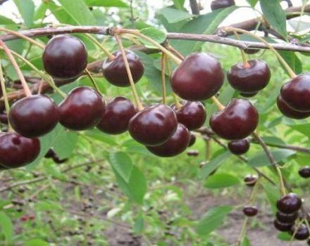 A Brunetka cseresznyefajta leírása és jellemzői, termesztési jellemzői és története