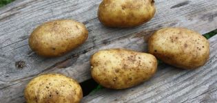 Descripción de la variedad de patata Luck, sus características y recomendaciones para su cultivo.